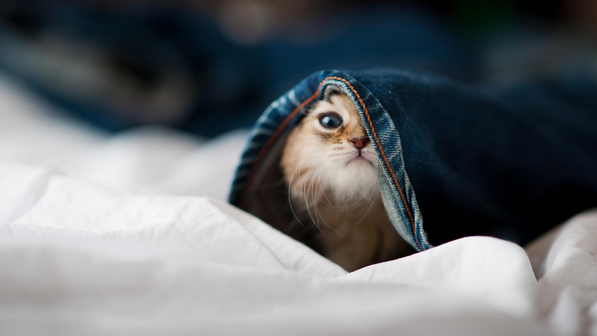 达姆施塔特三后卫体系取得实效,达姆施塔特vs德累斯顿